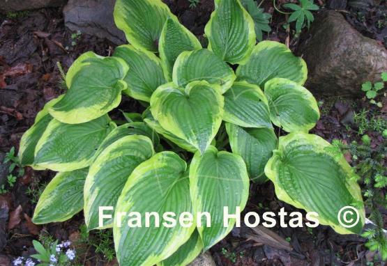 Hosta Showboat